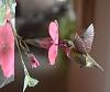 Calliope Hummingbird-calliop3.jpg