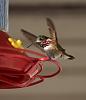 Calliope Hummingbird-calliop4.jpg