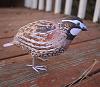 Bobwhite Quail-bob5.jpg