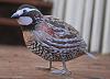 Bobwhite Quail-bob1.jpg