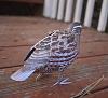 Bobwhite Quail-bob3.jpg