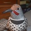 Northern Flicker new model-flicker2.jpg