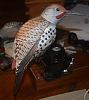 Northern Flicker new model-flicker1.jpg