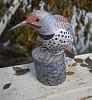 Northern Flicker new model-view12.jpg