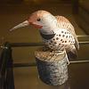 Northern Flicker new model-view1.jpg