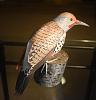 Northern Flicker new model-view3.jpg