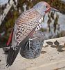 Northern Flicker new model-view11.jpg