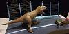 Jurassic Park (T-Rex cage scene) 1:35-20230611_212259.jpg