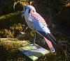 American Kestrel-view1.jpg