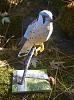 American Kestrel-view2.jpg