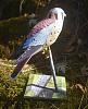 American Kestrel-view3.jpg