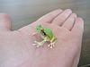 A trio of tree frogs-p1000387.jpg