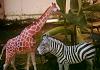 Giraffe and Zebra-jerapahzebra.jpg